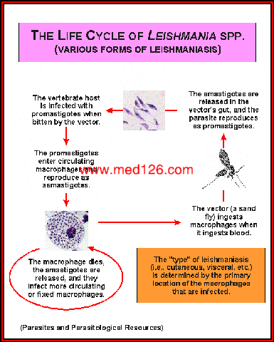 leishmania_lifecycle.gif (31260 ֽ)