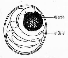 cryptosporidium_oocyst.jpg (8898 ֽ)