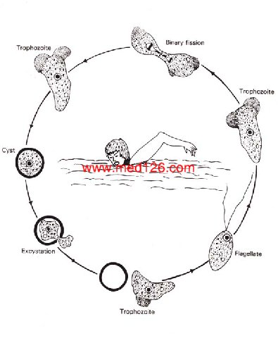 lifecyclyNaegleria1.jpg (52286 ֽ)