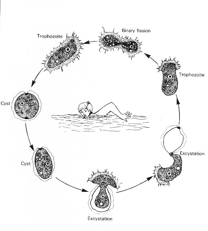 lifecyclyAcanthamoeba.jpg (69231 ֽ)